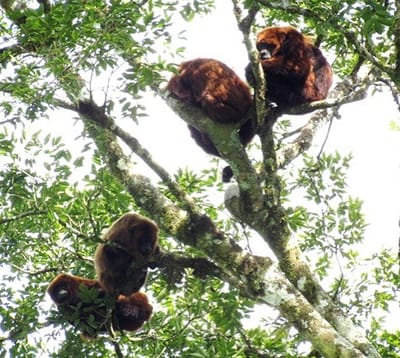 Linking howler monkey ranging and defecation patterns to primary and secondary seed dispersal