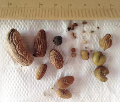 Small but Nice–Seed Dispersal by Tamarins Compared to Large Neotropical Primates