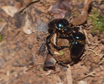 Identifying the anthropogenic drivers of declines in tropical dung beetles and functions.