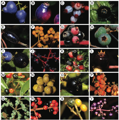 Frugivory and seed dispersal in a hyper-diverse plant clade and its role as a keystone resource for the Neotropical fauna