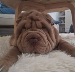 vente de SHAR-PEI