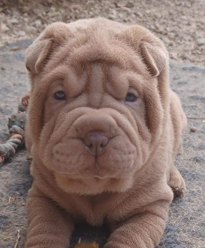 nous acceptons le paiement en 4 fois