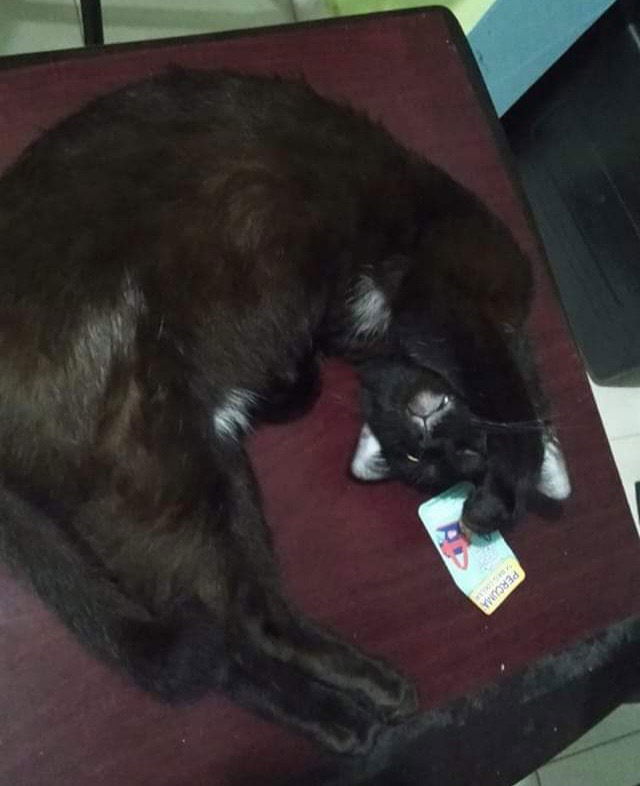 IN LOVING MEMORY OF LUCKY
