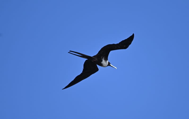 Oiseaux