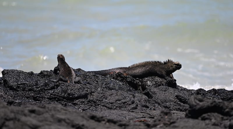 Iguanes terrestres et marines