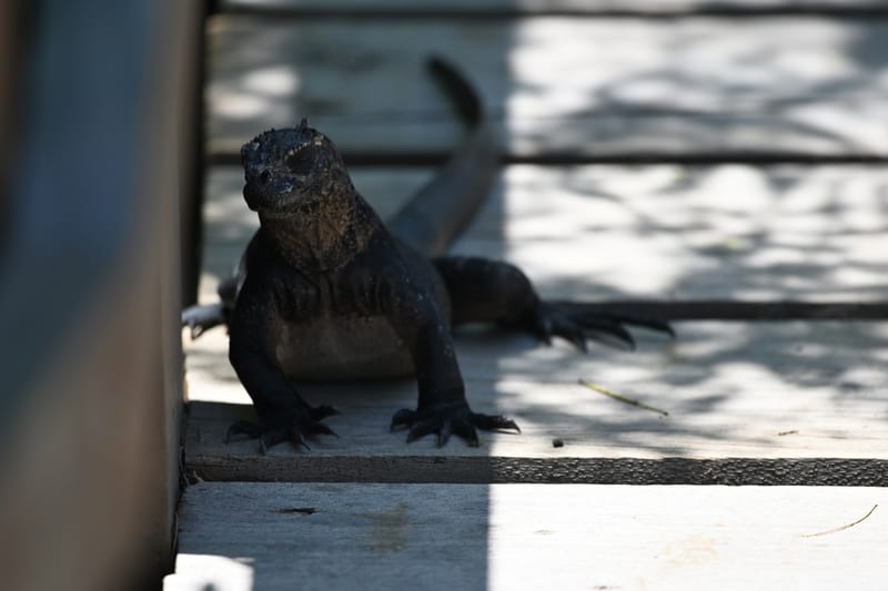 Iguanes terrestres et marines