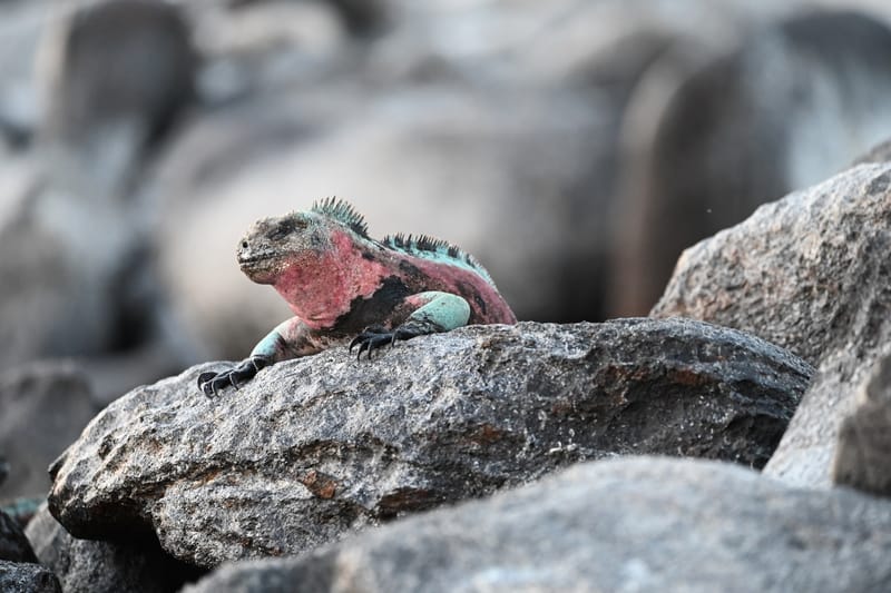 Iguanes terrestres et marines