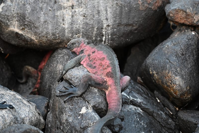 Iguanes terrestres et marines