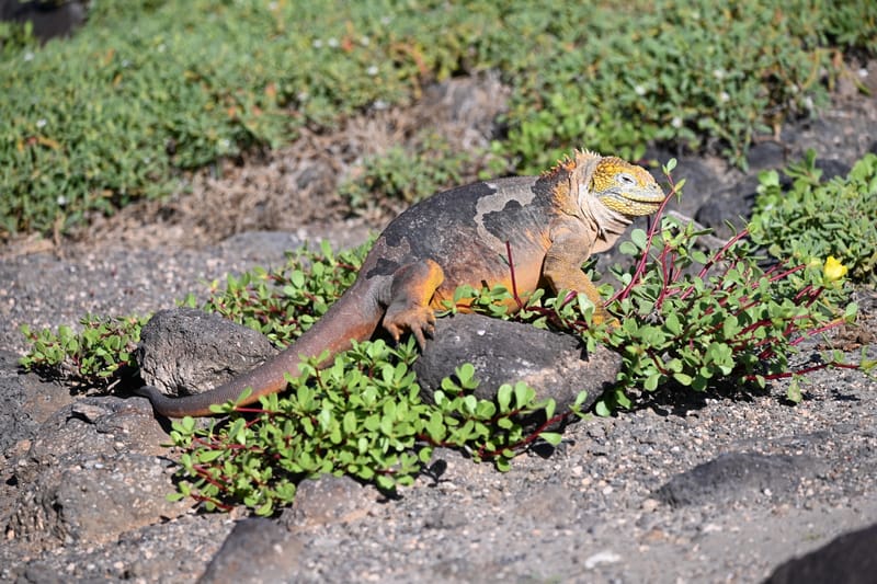 Iguanes terrestres et marines