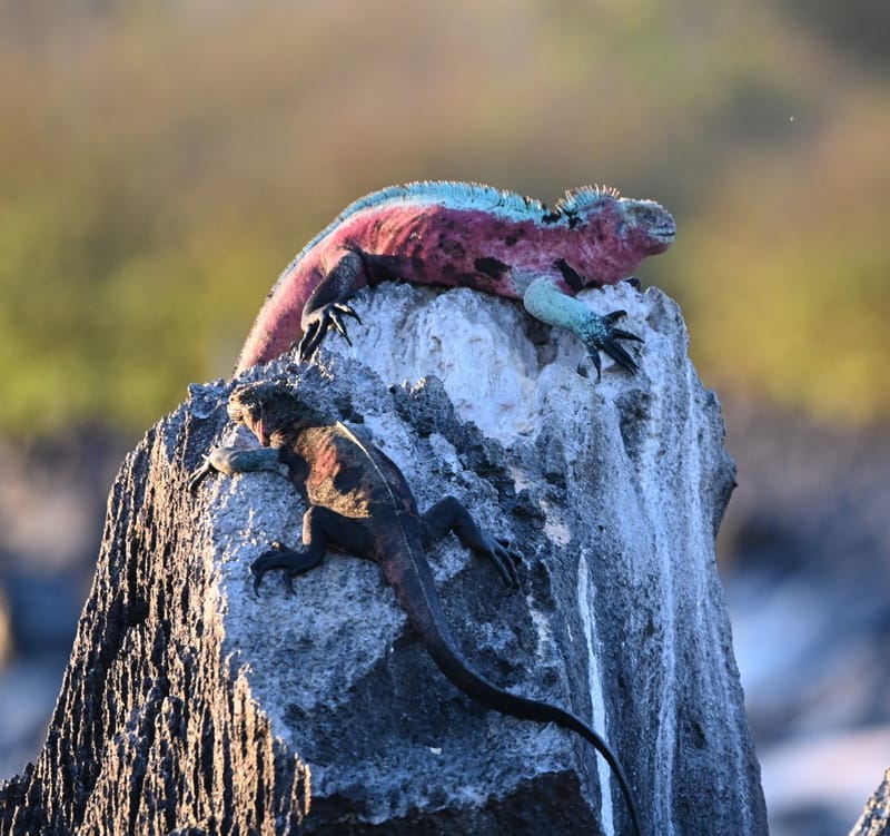 Iguanes terrestres et marines
