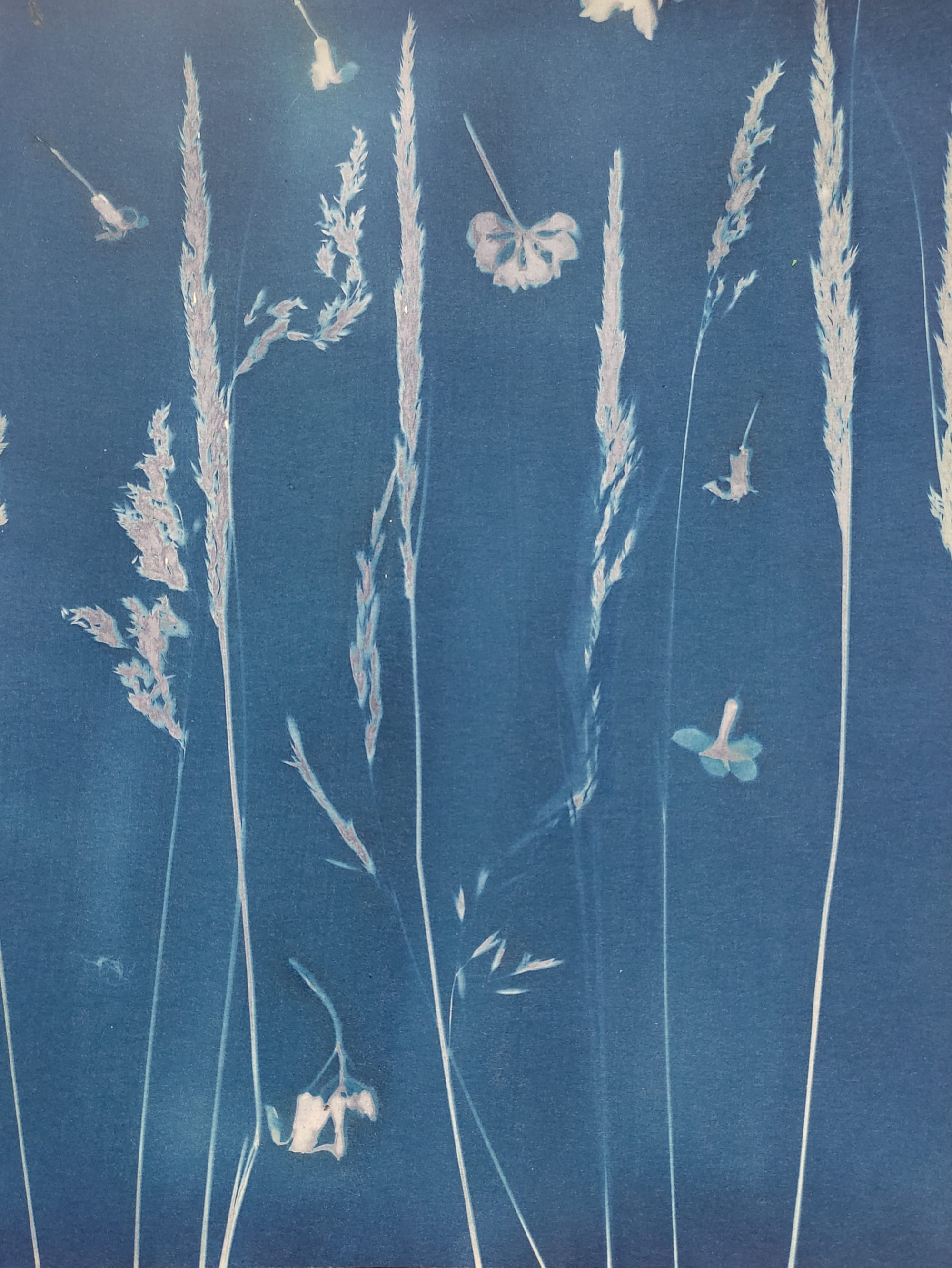 Botanical Impressions