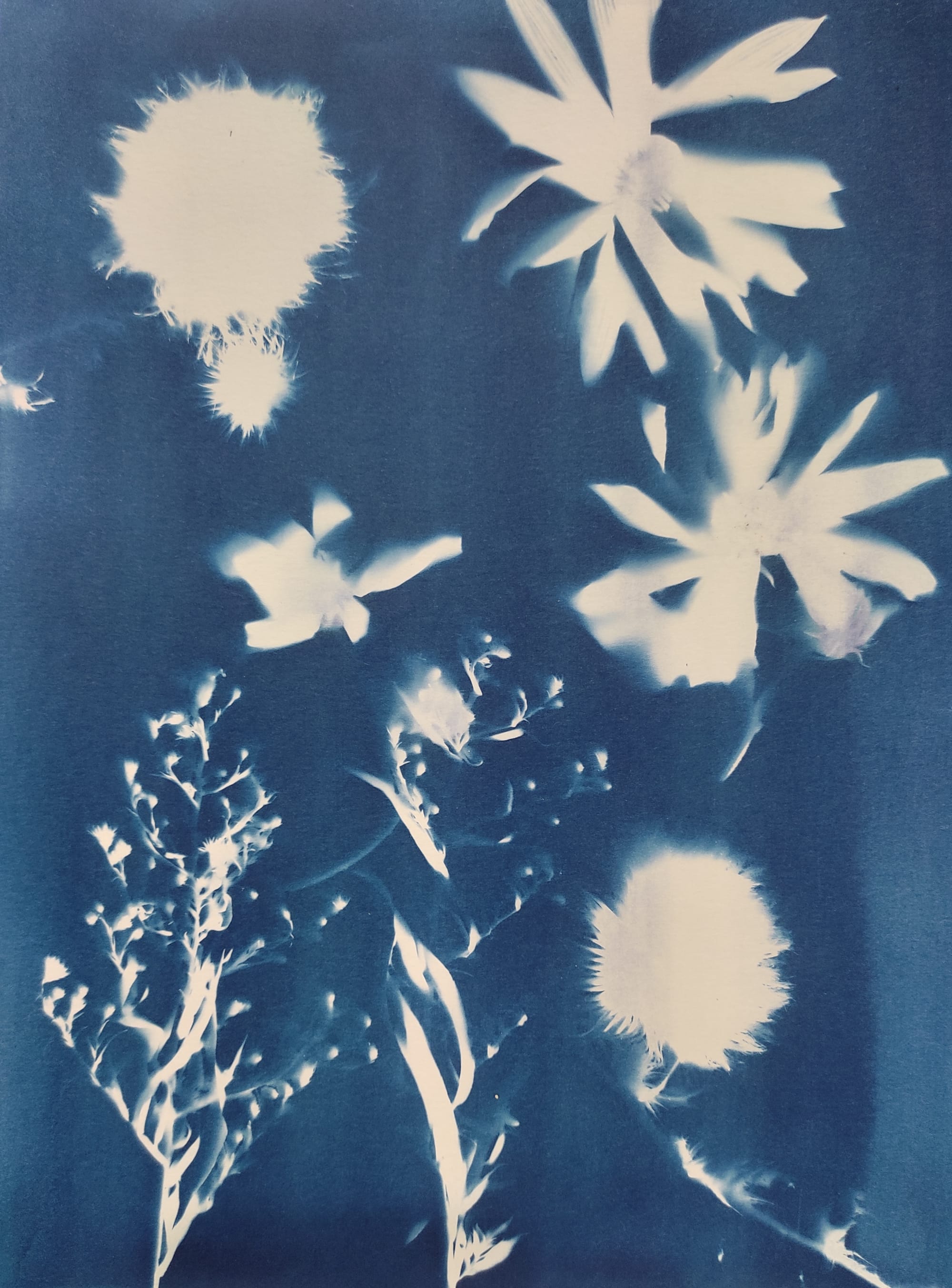 Botanical Impressions