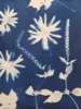 Botanical Cyanotypes