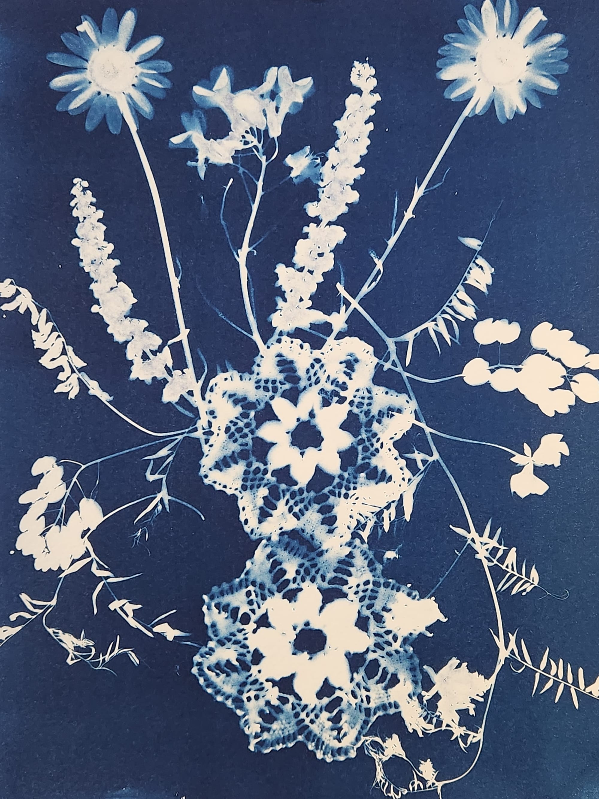 Botanical Cyanotypes