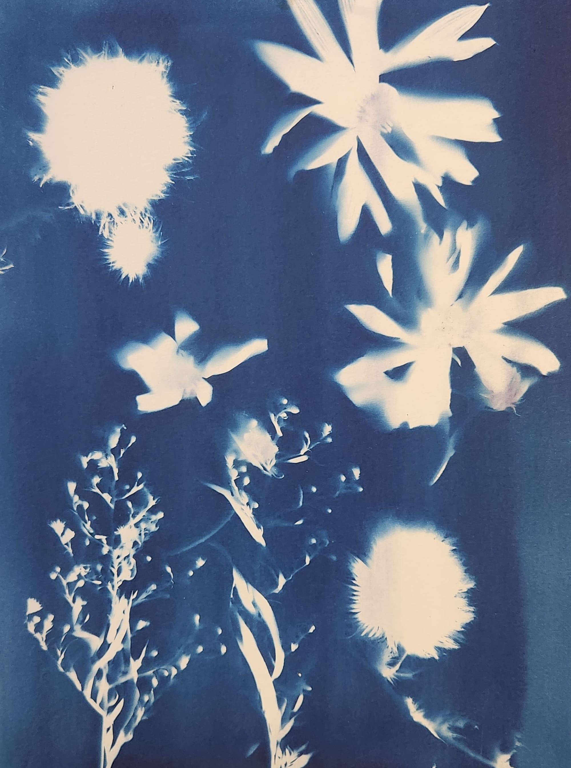 Botanical Cyanotypes