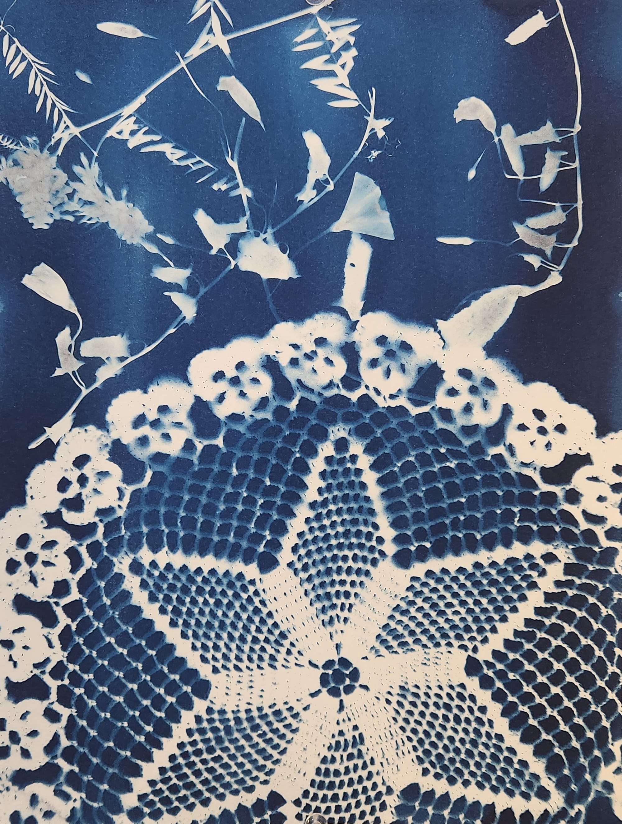 Botanical Cyanotypes