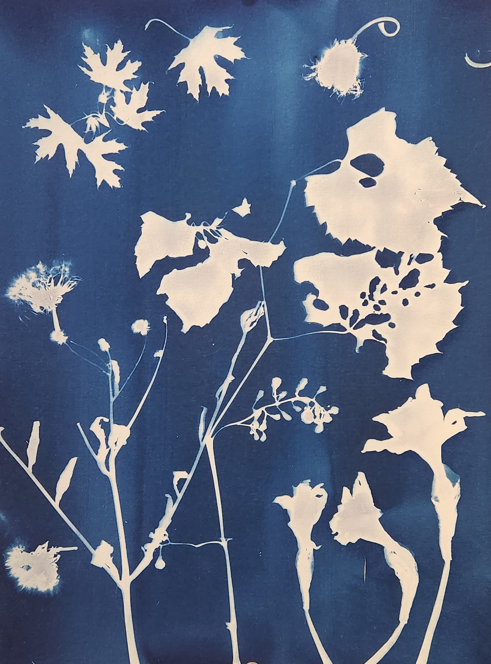 Botanical Cyanotypes