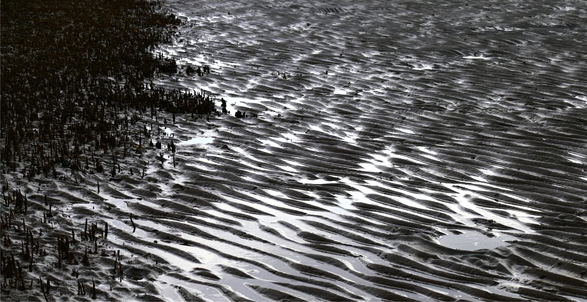 Shores of Zanzibar (Tide Line)