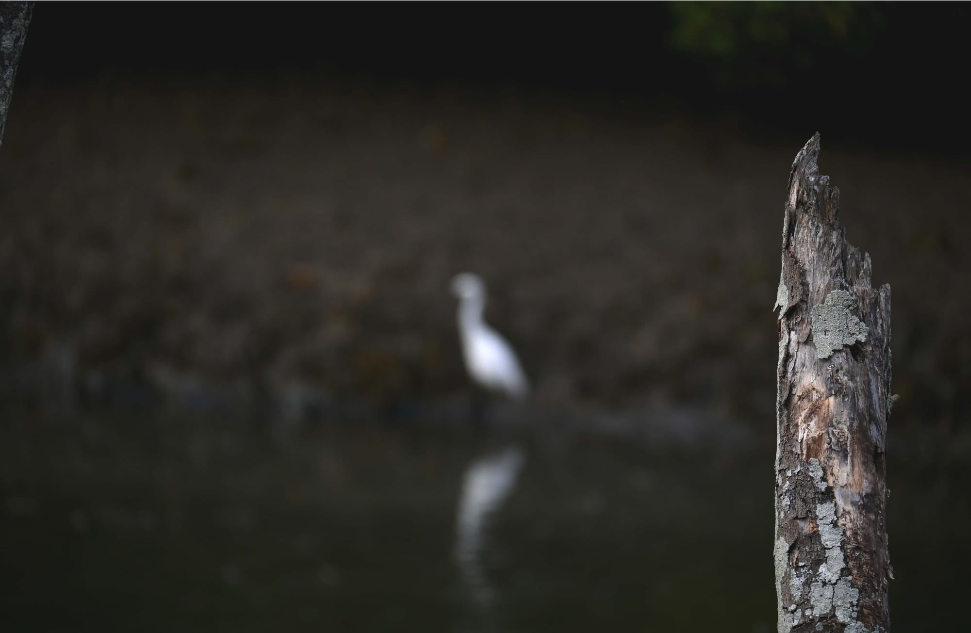 Creation with Wood (Tide Line)