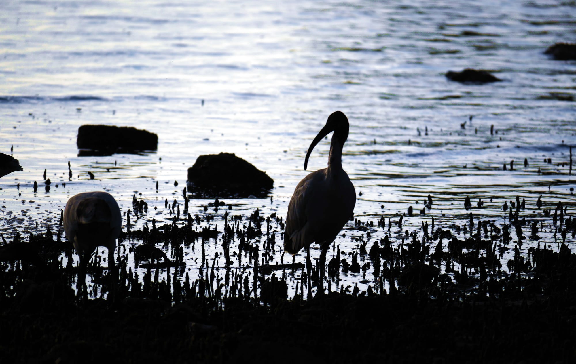 Capture (2) (Tide Line)