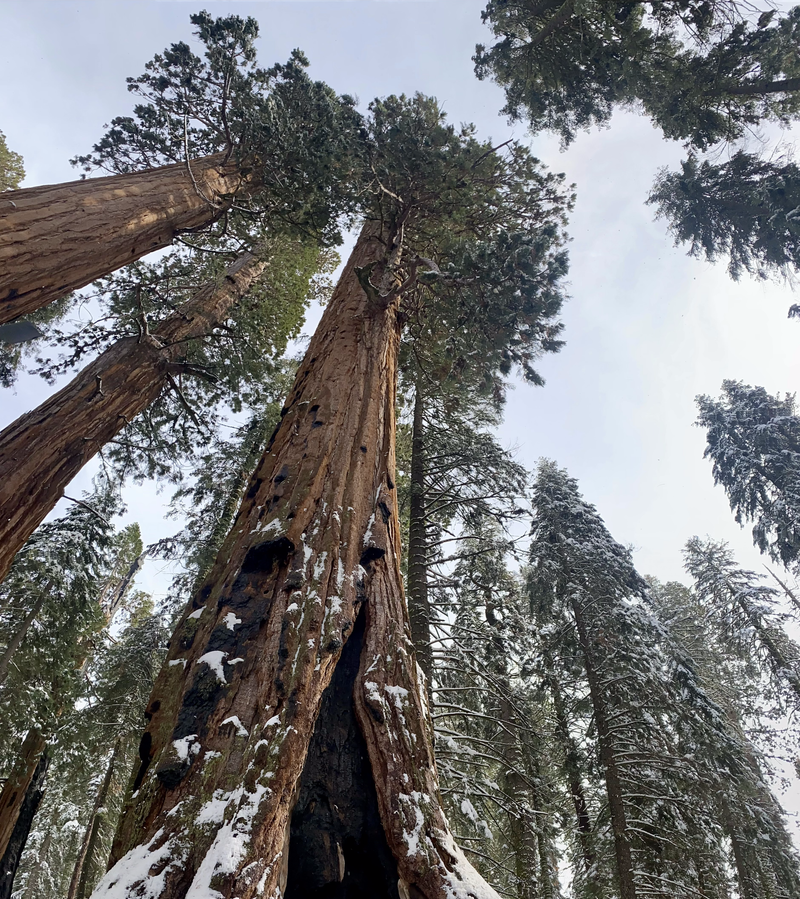 Sequoia National Park