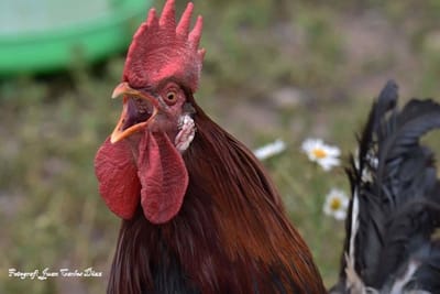 ”MÅNGA VILL LEDA MEN ALLA ÄR INTE LEDARE”
