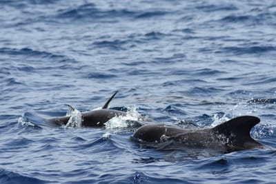 Tips för valskådning på Teneriffa
