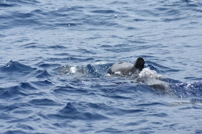 Val- och delfinskådning på Teneriffa