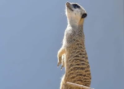 DU PRATAR FÖR MYCKET OCH TÄNKER FÖR LITET