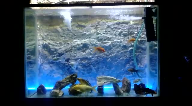 حوض سمك 