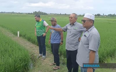 253) NGO SARAN KERAJAAN MANSUH PENGGUNAAN LABEL BERAS IMPORT DAN TEMPATAN - BERNAMA - 18/07/2023