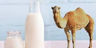 CAMEL'S MILK حليب الناقة