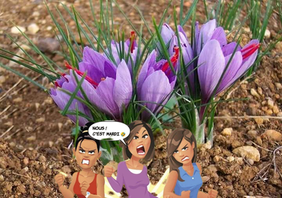 Le Safran à Taliouine