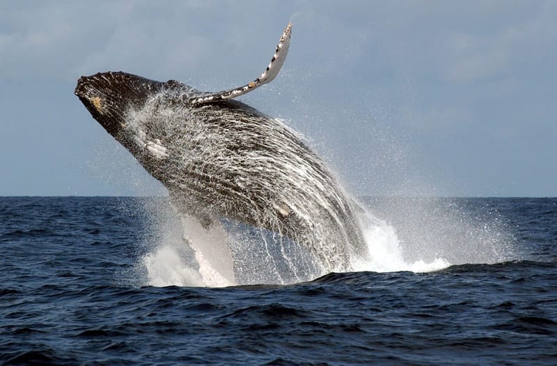 RESPECT DE L'ENVIRONNEMENT