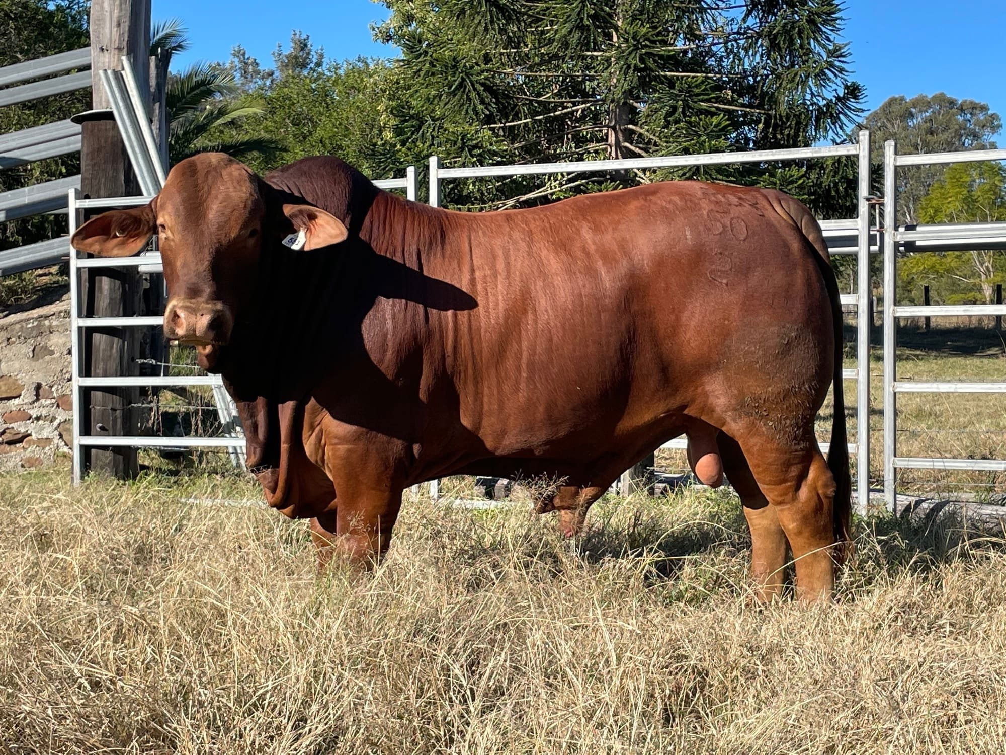 Warner Registered Droughtmaster Bull