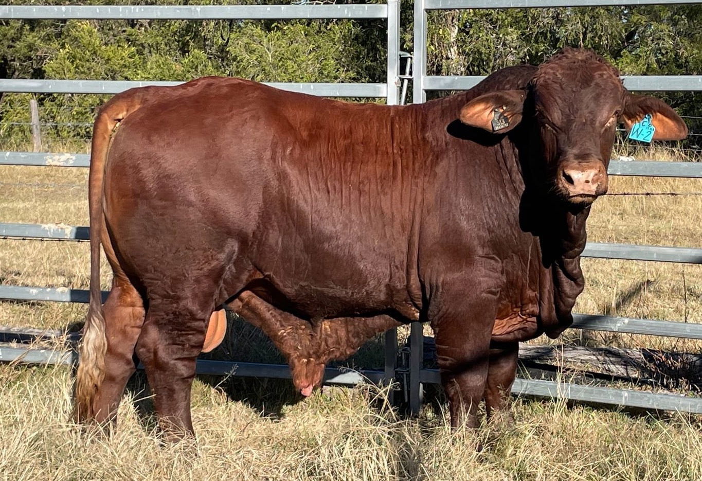 Curly - Composite Herd Bull