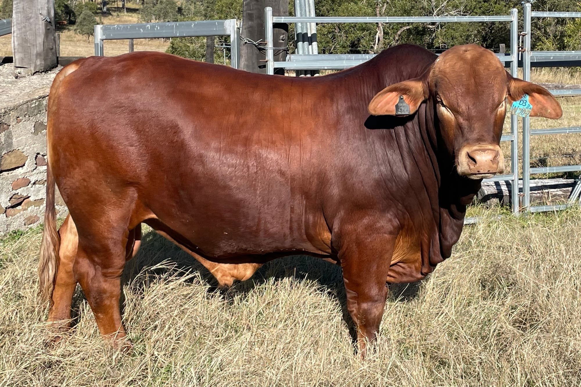 Vader Registered Droughtmaster Bull