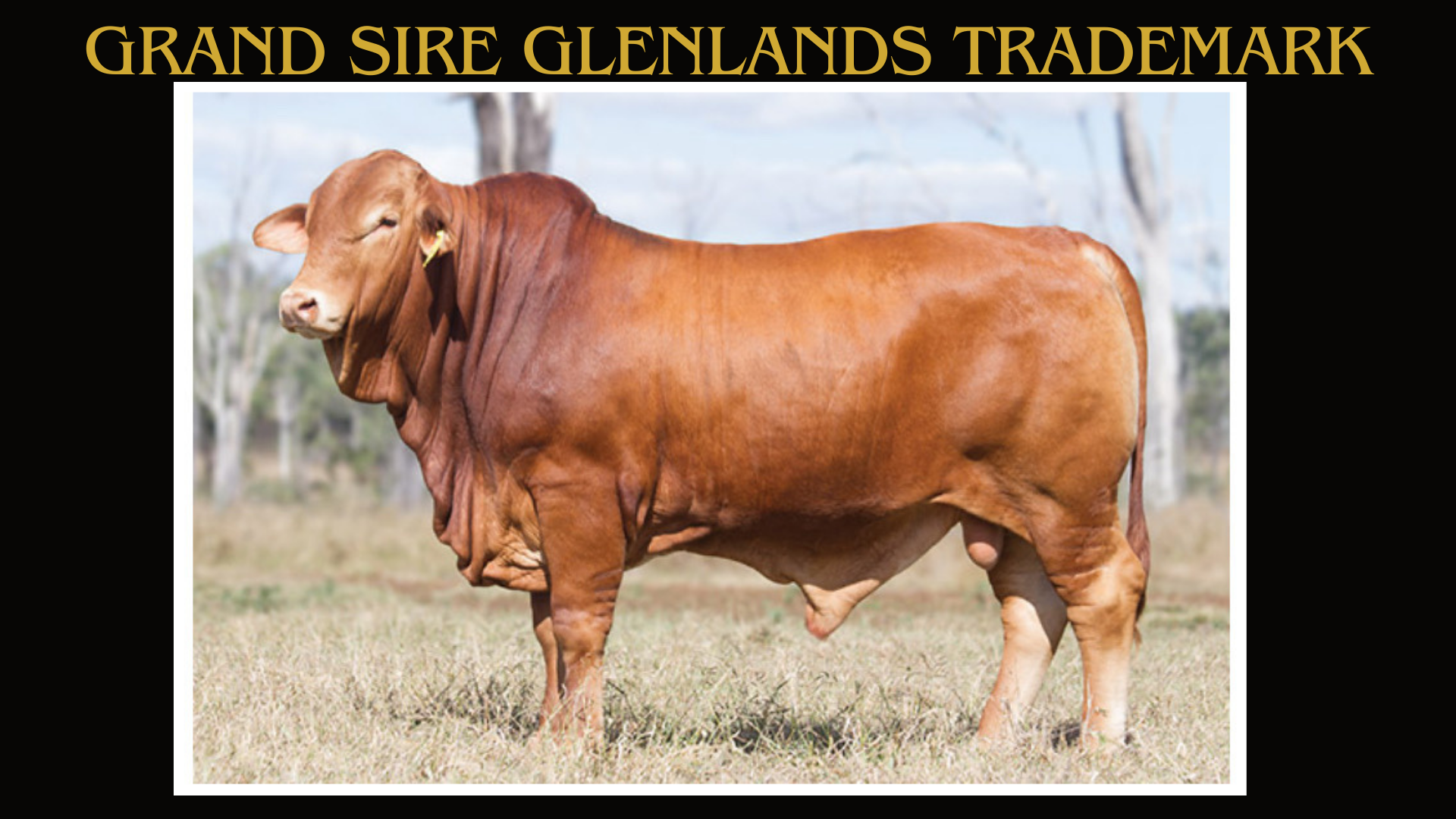 Glenlands D Emperor