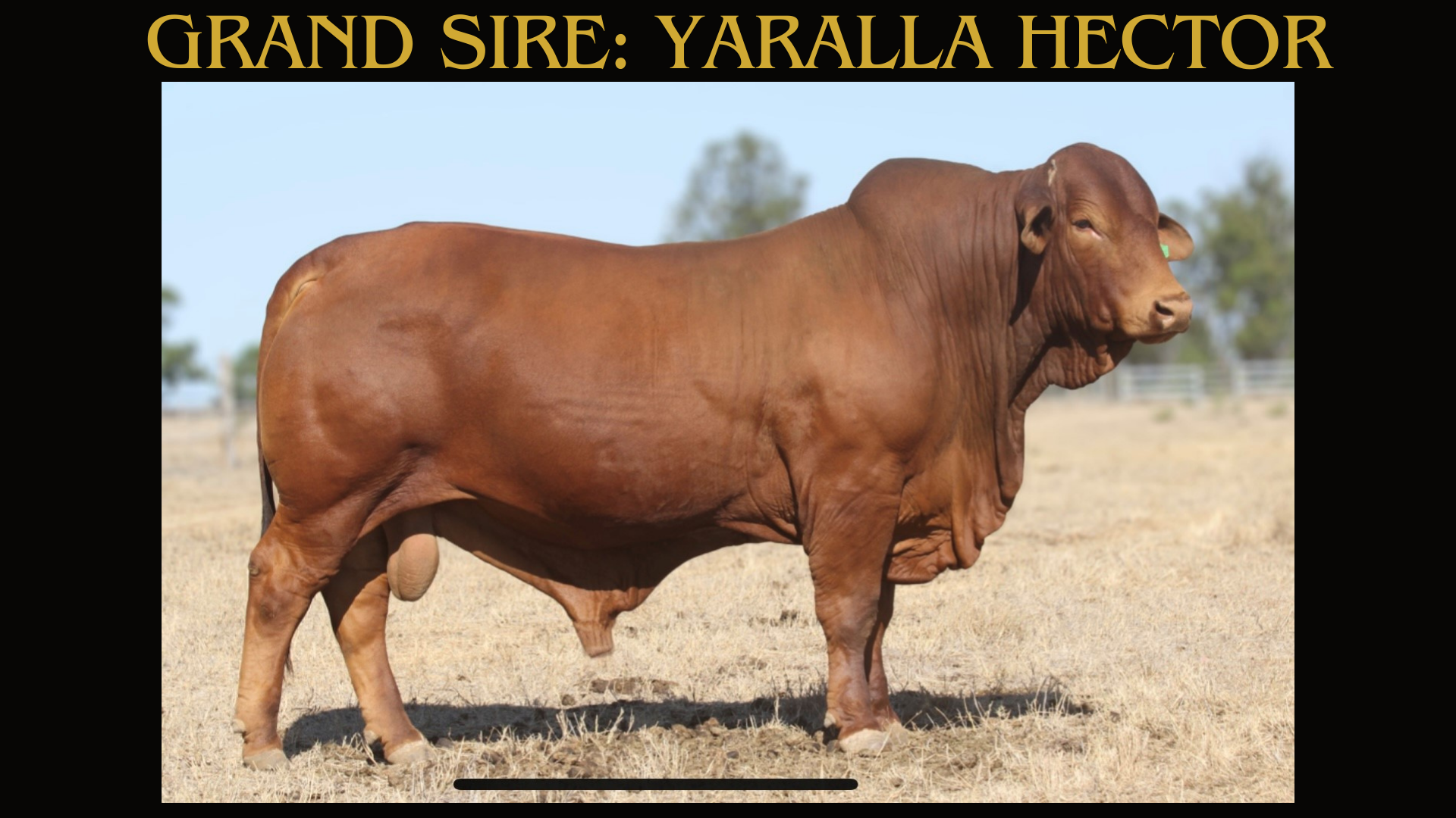 Glenlands J Even Break