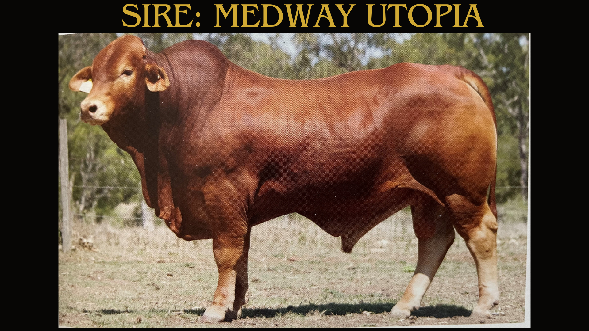 Glenlands J Even Break