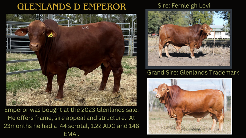 Glenlands D Emperor (PP) 27-9-2021