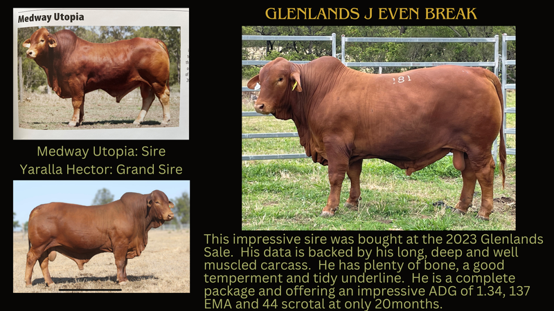 Glenlands J Even Break (PP)  15-12-2021