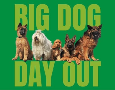 Next Big Day Out , To be confirmed.