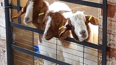 The Farm image