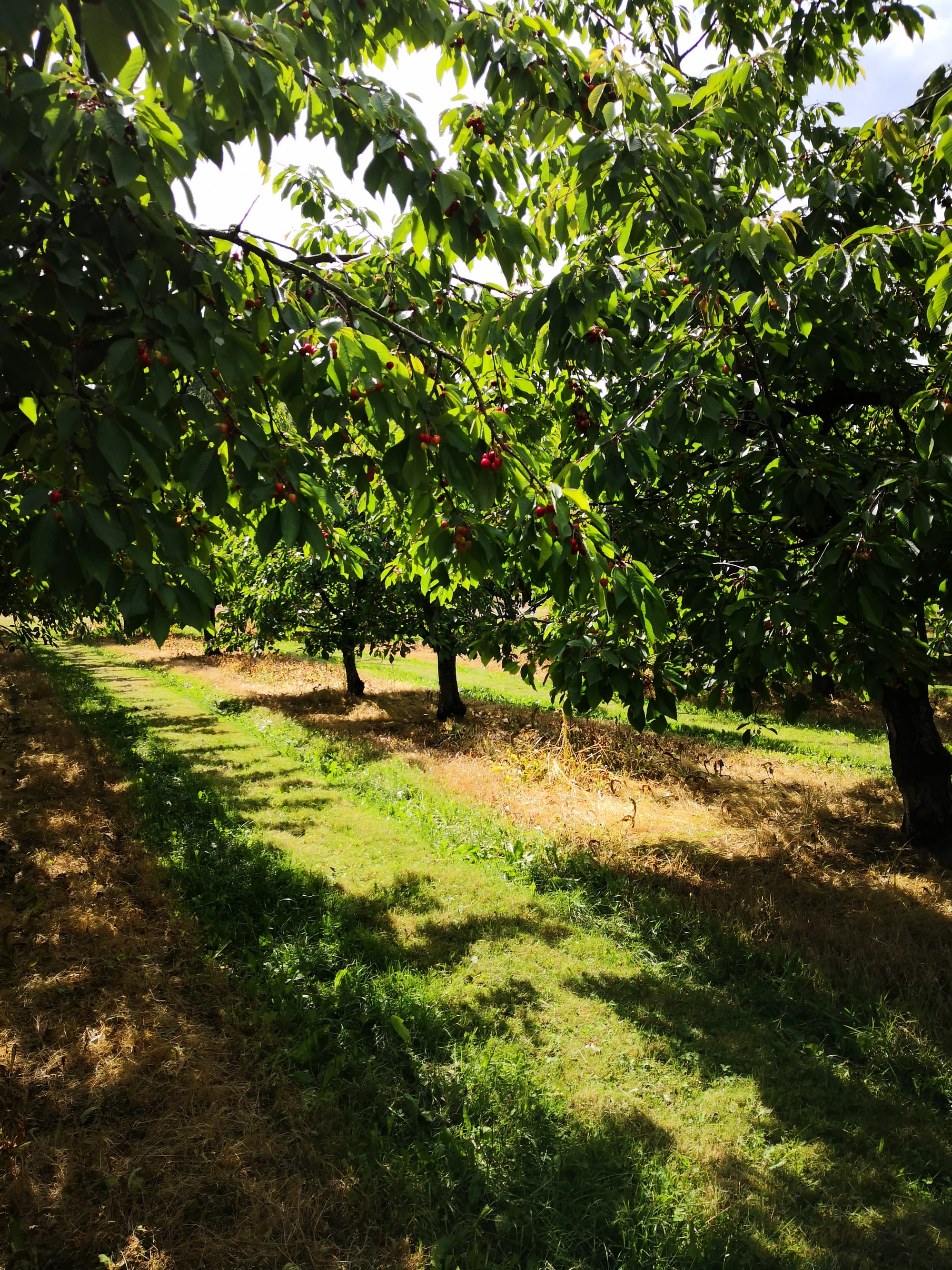 Laying the foundations of the Freedom Food Forest