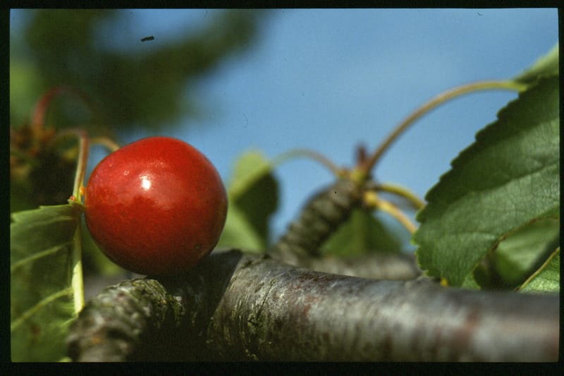 Jahreshauptversammlung OGV Mörlbach
