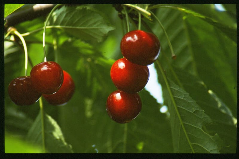Jahreshauptversammlung OGV Gallmersgarten