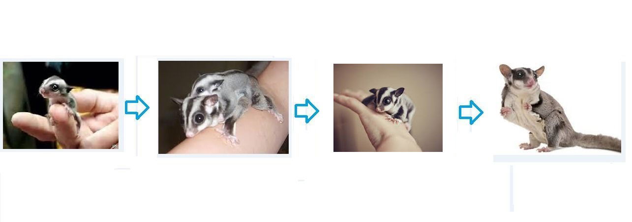 תוחלת חיים