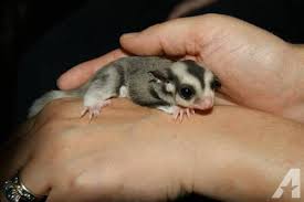 הרגלת שוגר חדש