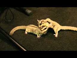 חיבור זוג שוגרים וריבוי